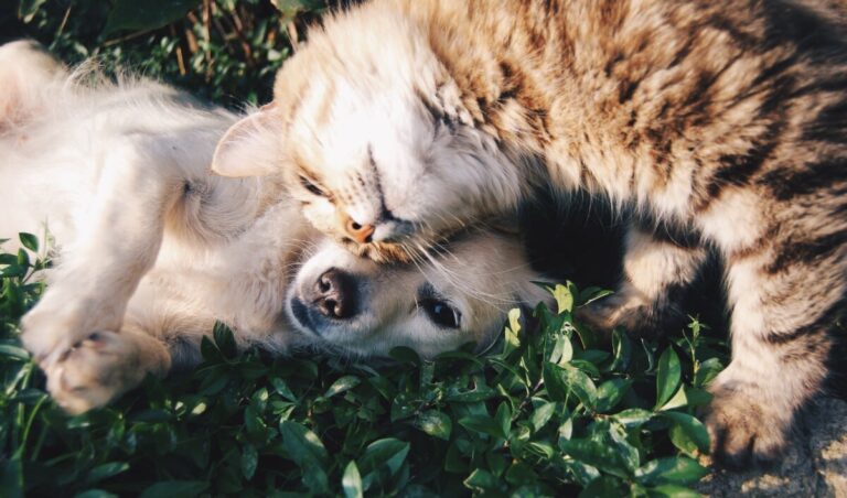 Assurance animale : 10 bonnes raisons de choisir SantéVet