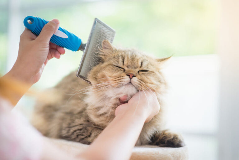 Griffes, yeux, dents, oreilles: les soins courants du chat