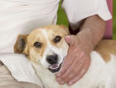 Cancer de la prostate : les chiens plus performants