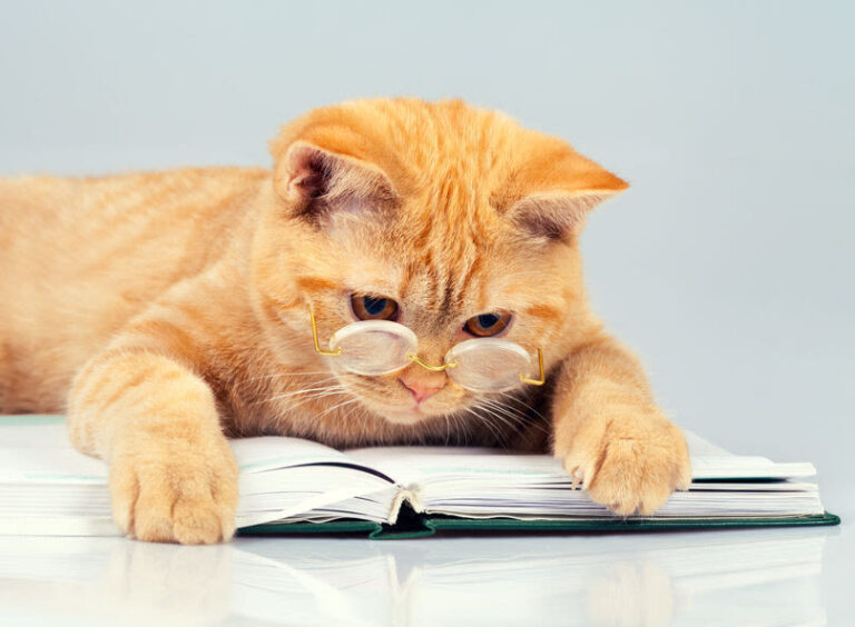Les chats plus intelligents que les chiens? Ou match nul?