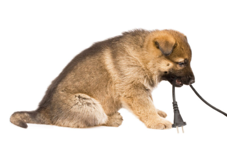 Électrocution chez le chien, comment réagir