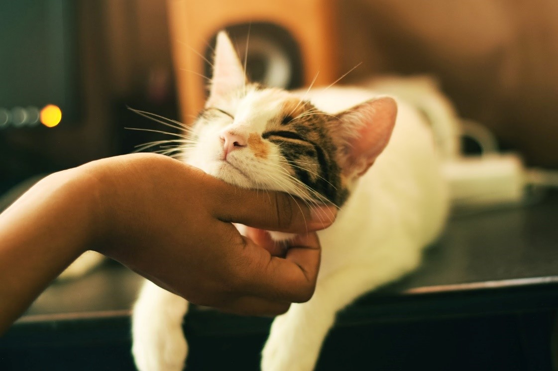 chat d&eacute;tendu recevant des caresses sous le menton
