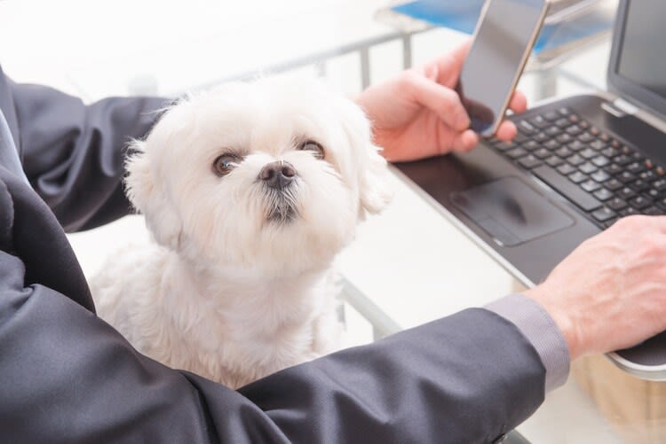 Chiens au bureau : source de bien-être pour les salariés