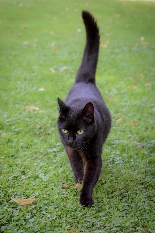 chaque mouvement de la queue du chat signifie quelque chose