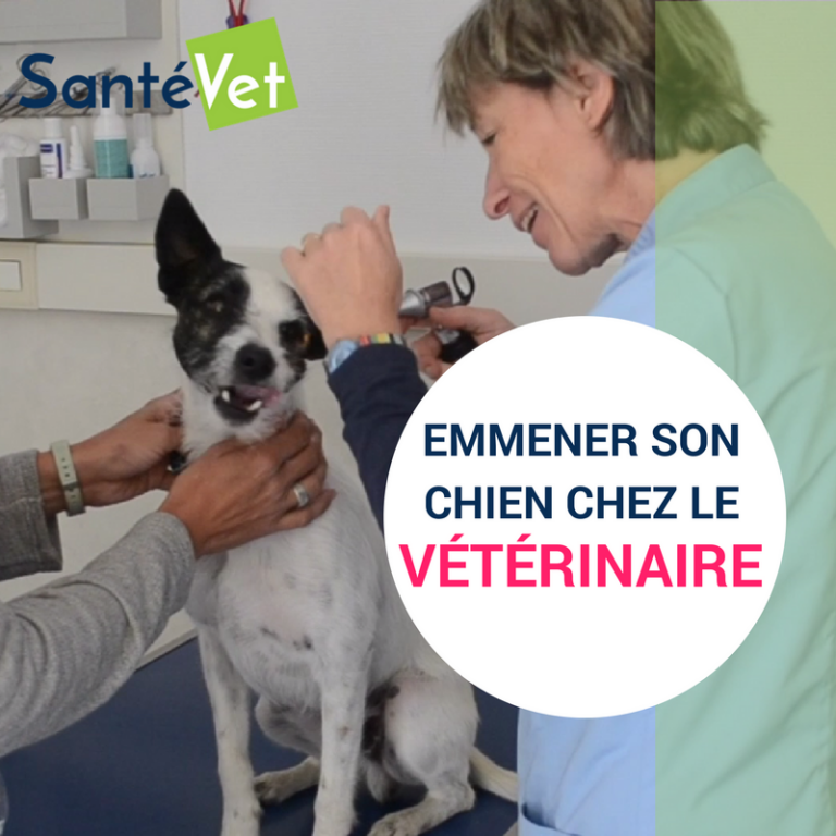 Emmener son chien chez le véto sans stress : 5 étapes