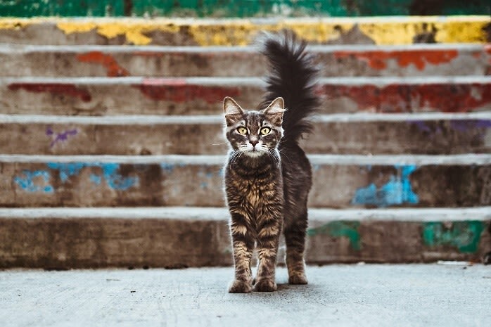 Pourquoi le chat remue la queue ?