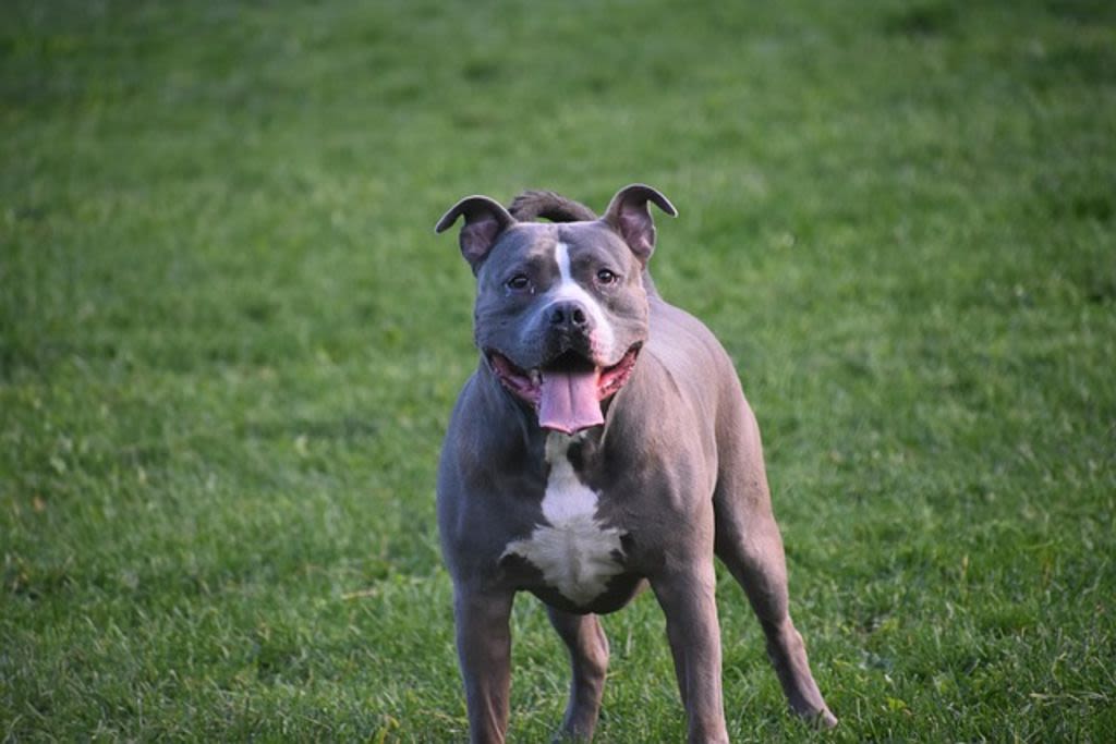 Pitbull voor blauwe achtergrond