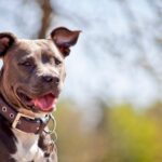 Pitbull