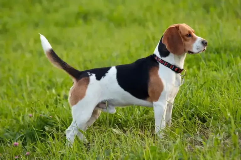 Beagle