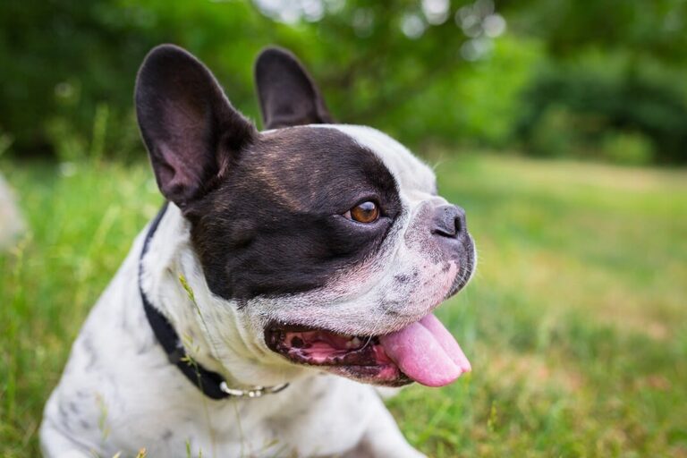 Het karakter van de Franse bulldog