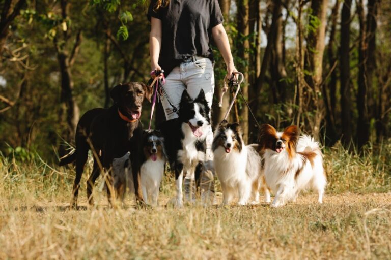 Slimste honden: is uw hond het slimste jongetje van de klas?