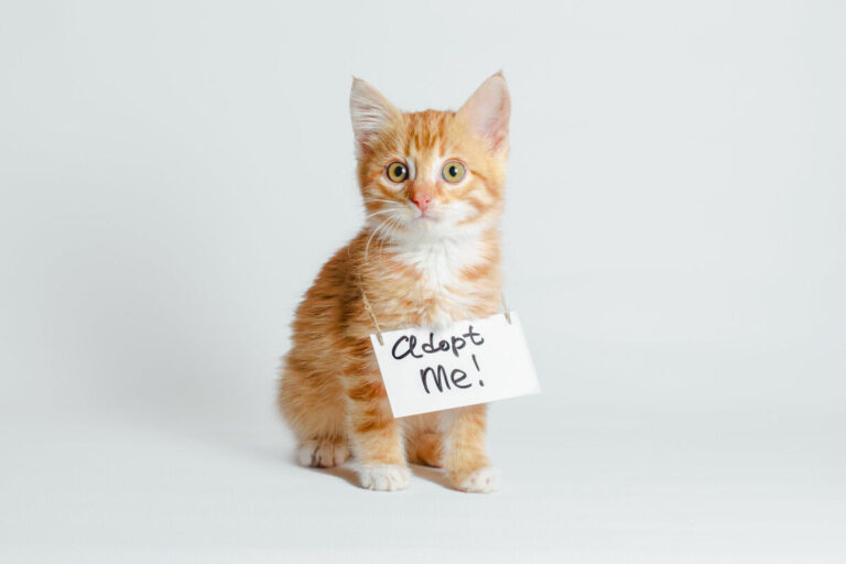 Een kat adopteren: de mogelijkheden en aandachtspunten