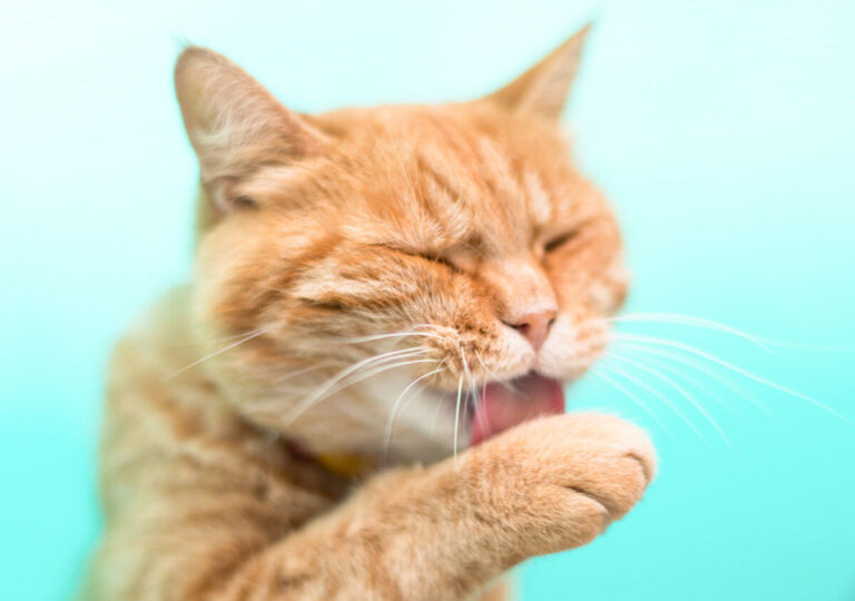 Katten wassen zichzelf, of toch meestal