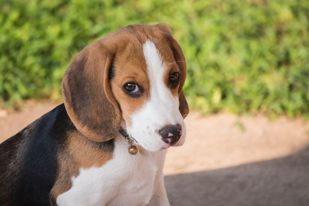 Beagle triste