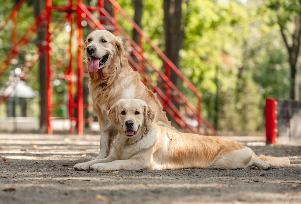 Chiens Golden retriever