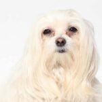 Bichon maltais