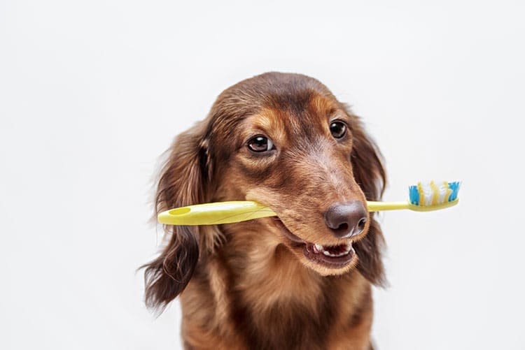 Waarom en hoe moet ik voor de tanden van mijn hond zorgen?