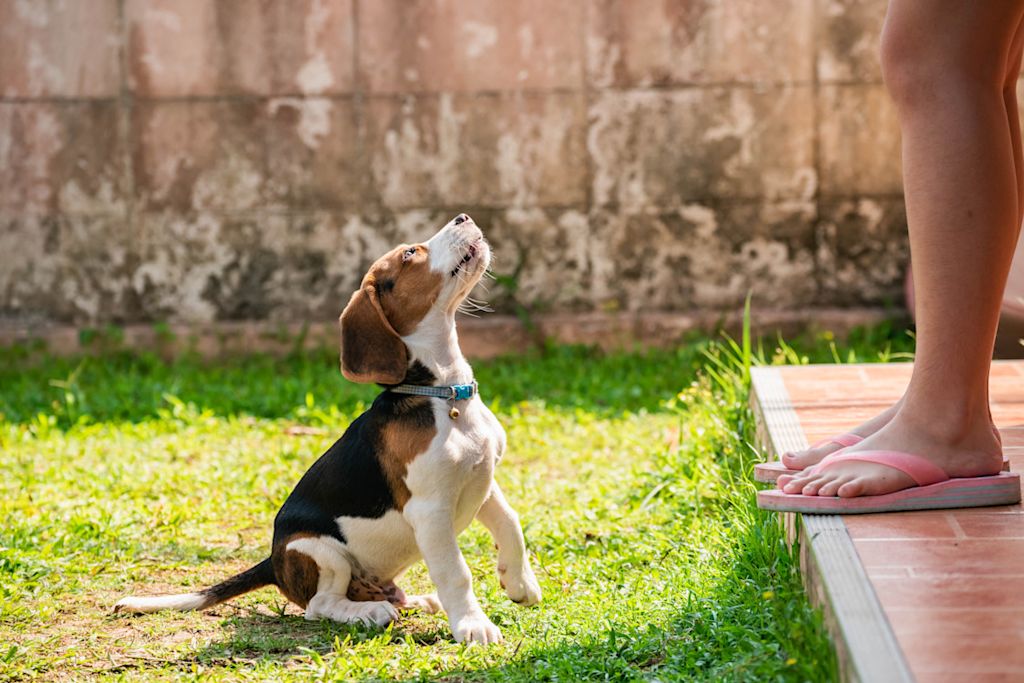éducation Beagle