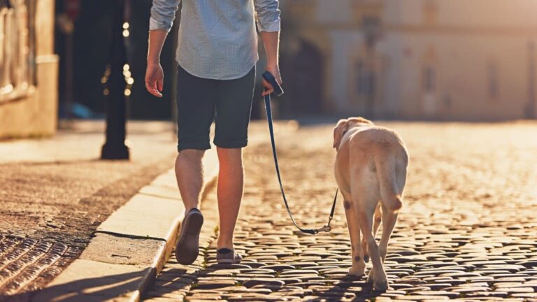 Hoe oud wordt een hond?