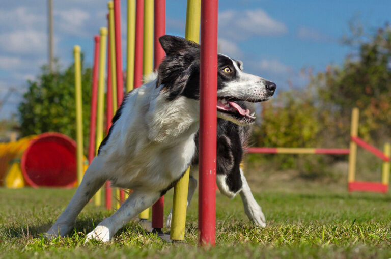 Agility sport voor honden