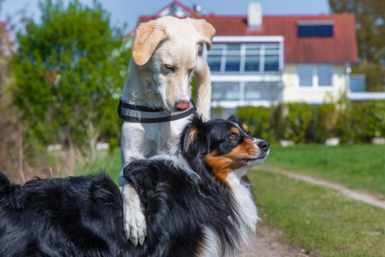 Rijgedrag van een dominante hond
