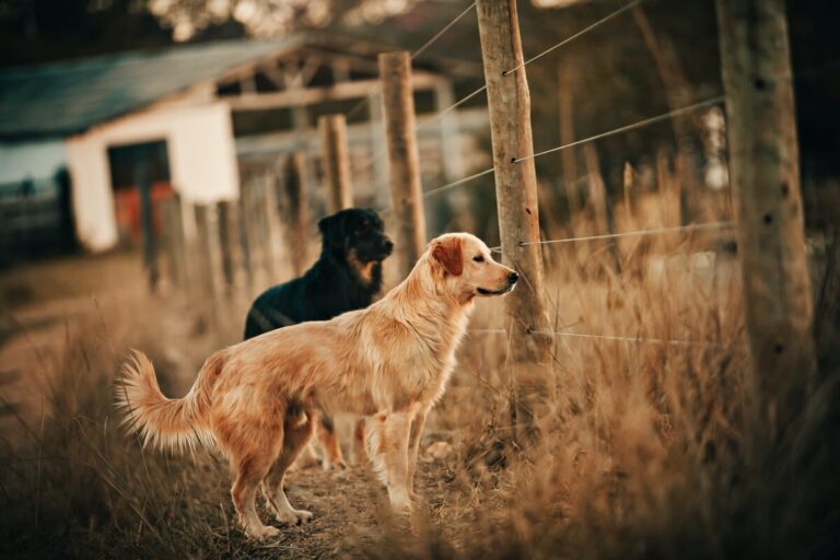 Honden uit de tuin houden met diervriendelijke afweermiddelen