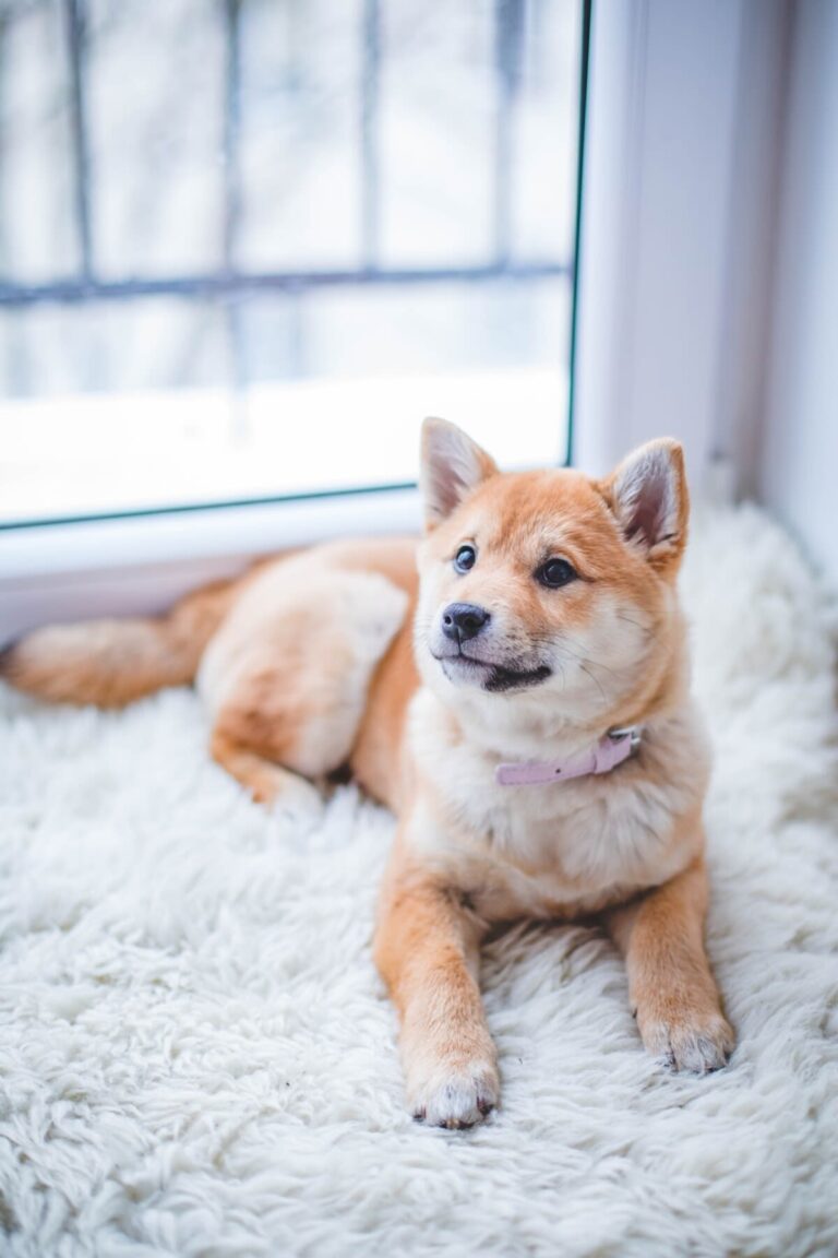 Mijn hond heeft de hik, wat is er aan de hand? 