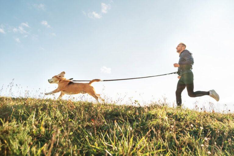 Canicross: voor sportieve baasjes!
