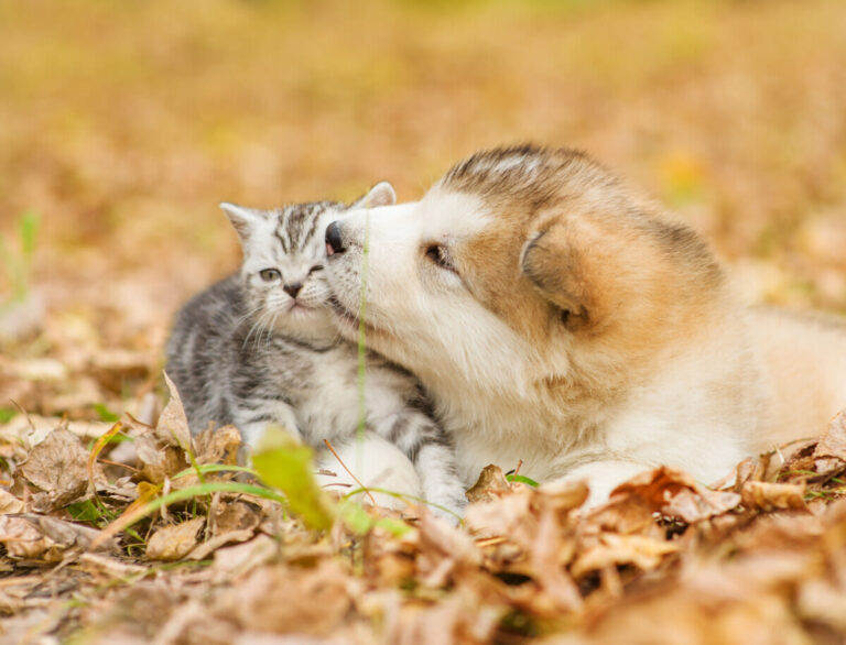 En automne avec le chien et le chat : ce qu&rsquo;il faut retenir