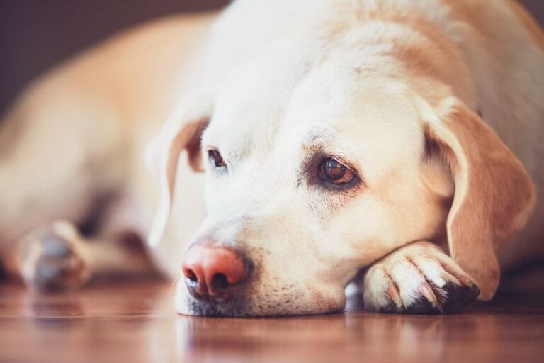 l&rsquo;Arthrose canine : encore trop souvent sous-diagnostiquée