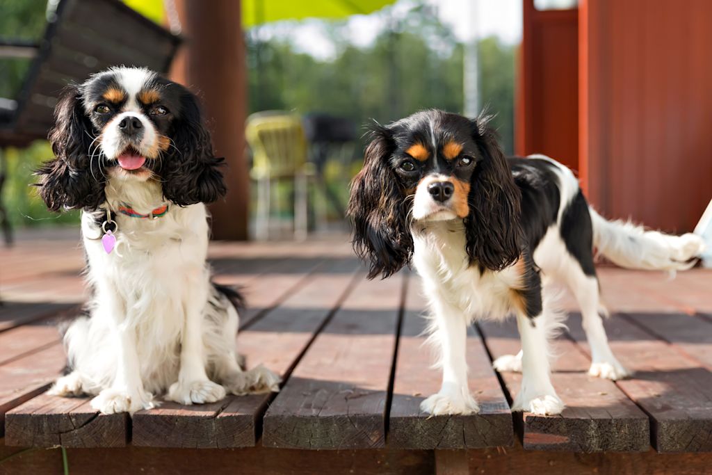 duo de cavalier king charles