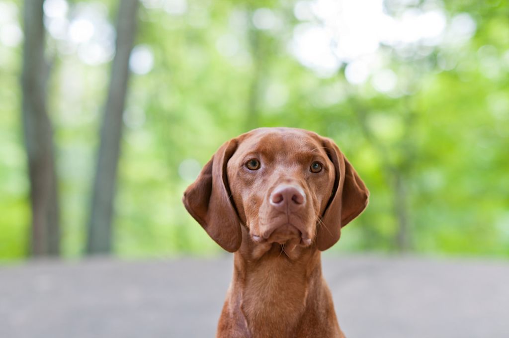 chien marron vue de face