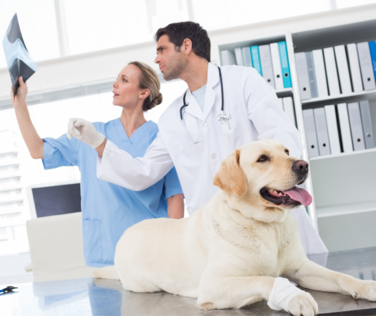Dysplasie chez le chien : causes et conséquences