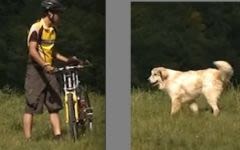 Attention aux chiens de protection dans les montagnes suisses