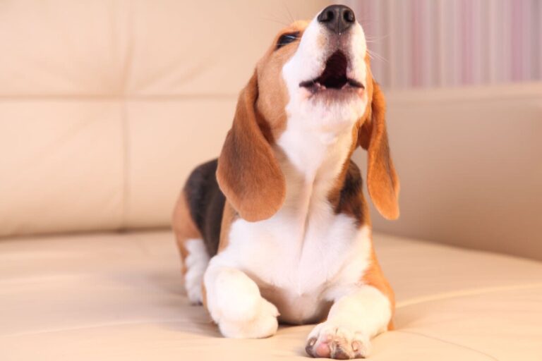 Mon chien aboie trop, que faire ?