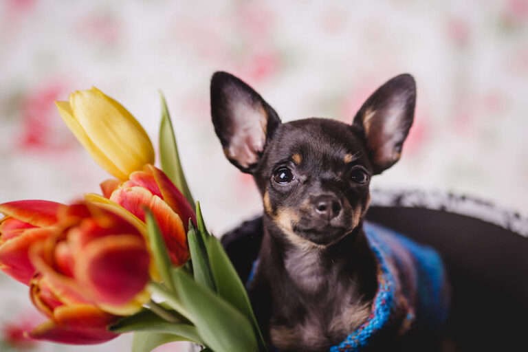 TOP 10 : Les chiens préférés des Belges