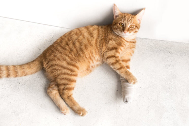 Een wond bij een hond of kat: reiniging en verzorging