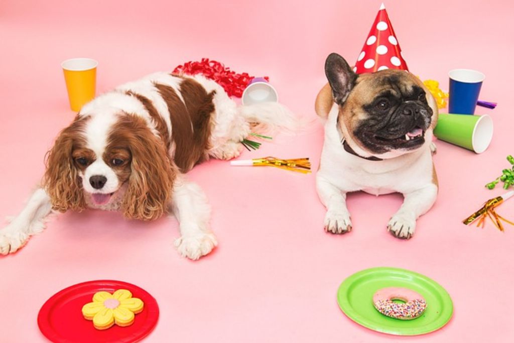 Age chiens 