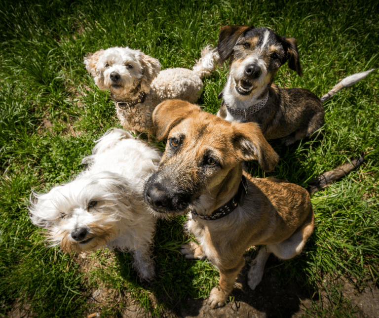 Hoe wordt de leeftijd van mijn hond ingeschat volgens de mensenleeftijd?