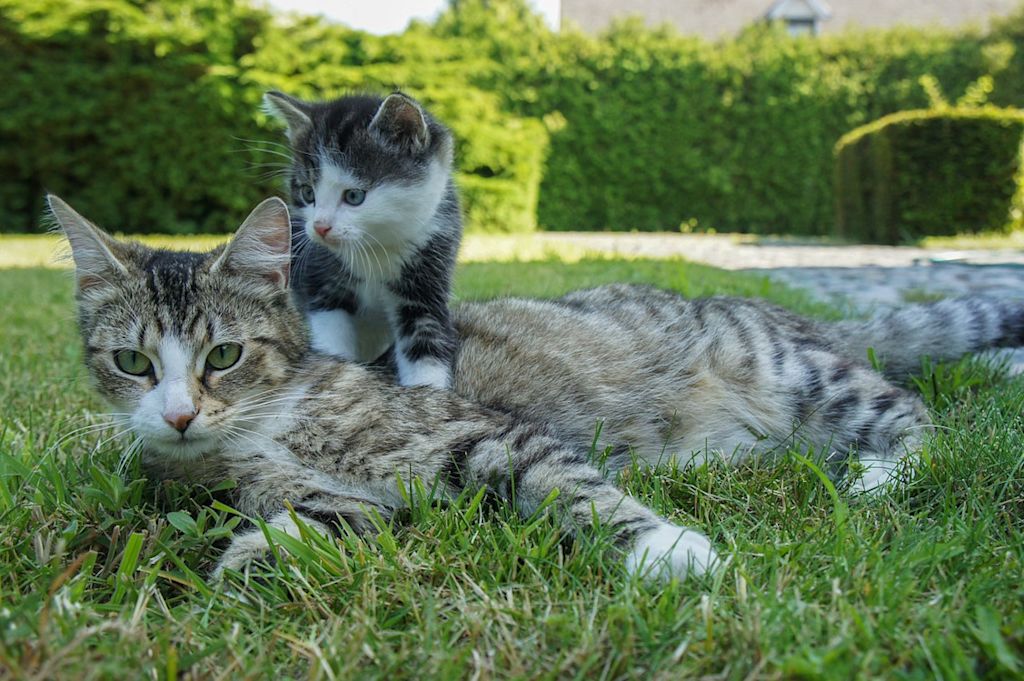 chatte et son chaton