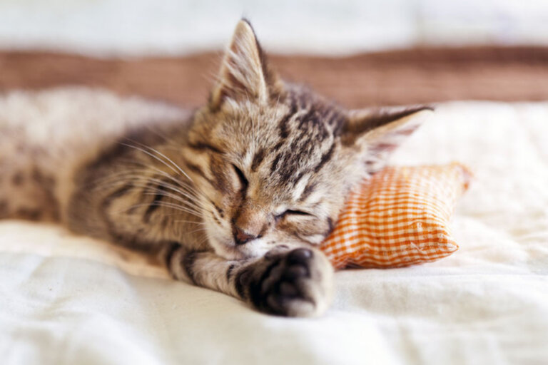 Quand et à quel prix stériliser un chaton ?