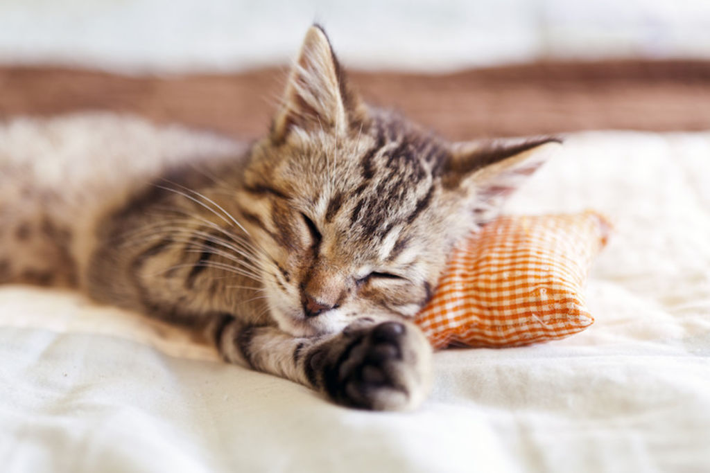 opération castraiton chaton