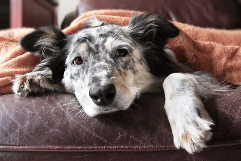Vers du chien : de nombreux parasites, un réel danger