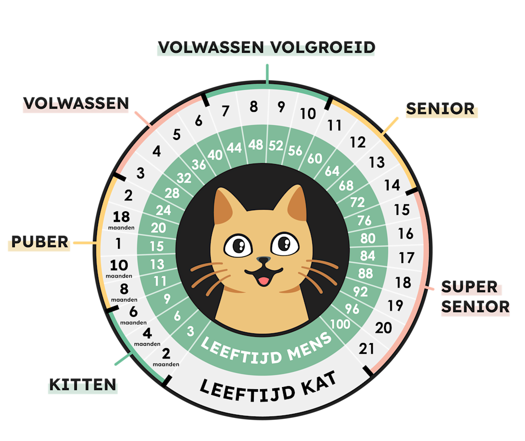 SVBE - Infographie - Age du Chat vs Humain