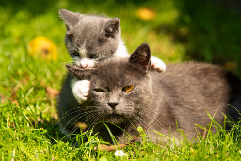 Kattenleeftijd in mensenjaren: hoe kan je dit berekenen?