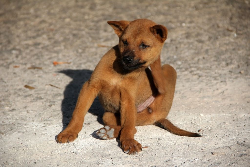 chiot qui se gratte