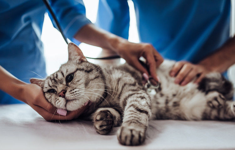 Astma bij katten: alles wat je moet weten
