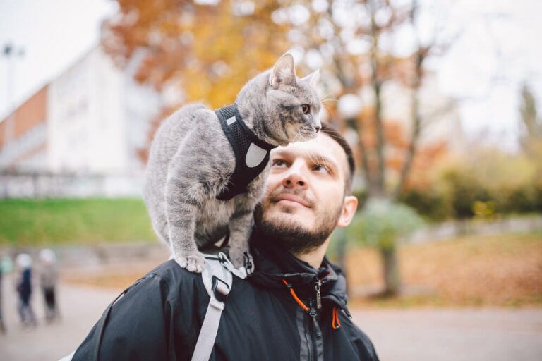 Hoe leer je een kat goed gedrag aan?