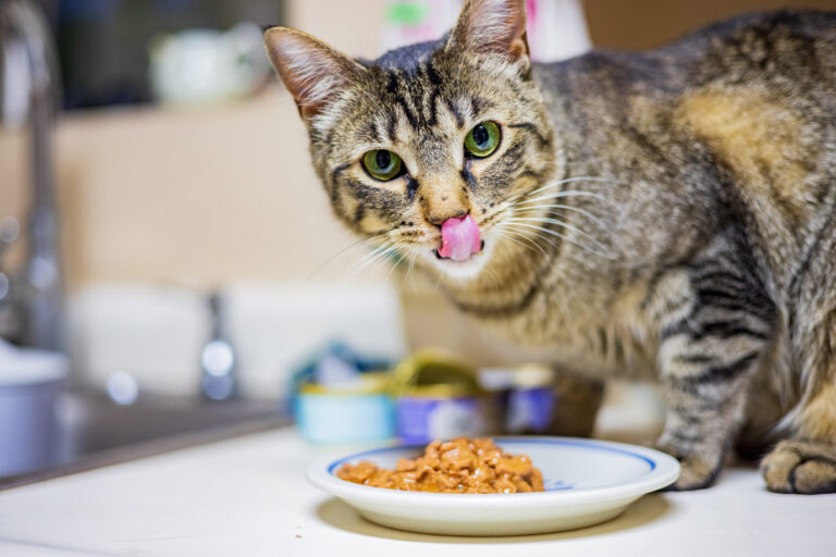 Comment préparer une recette pour chat fait maison ?