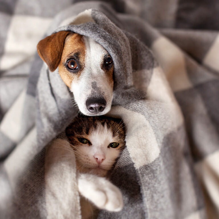 Gastro-entérite chez le chien et chat : la soigner et la prévenir